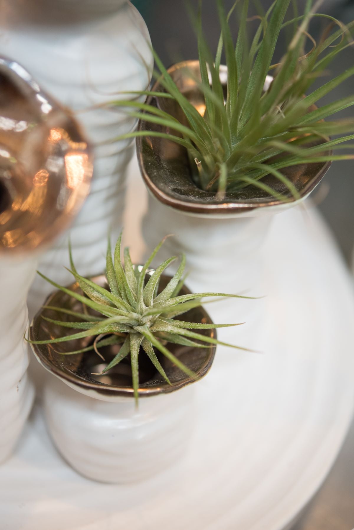 small vessels full of airplants 