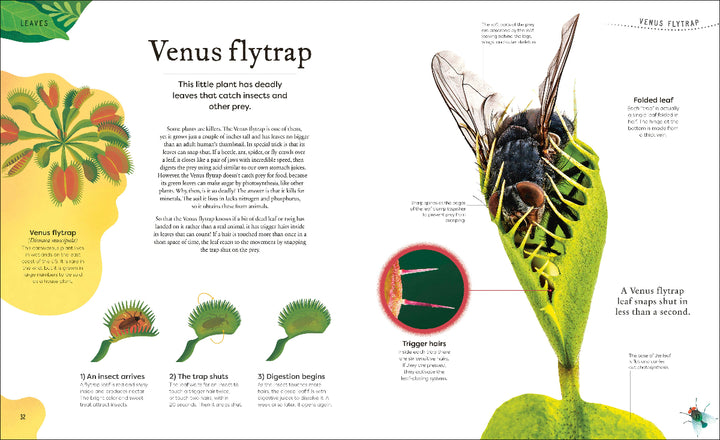 Venus flytrap illustration with labeled parts and a diagram of its mechanism.