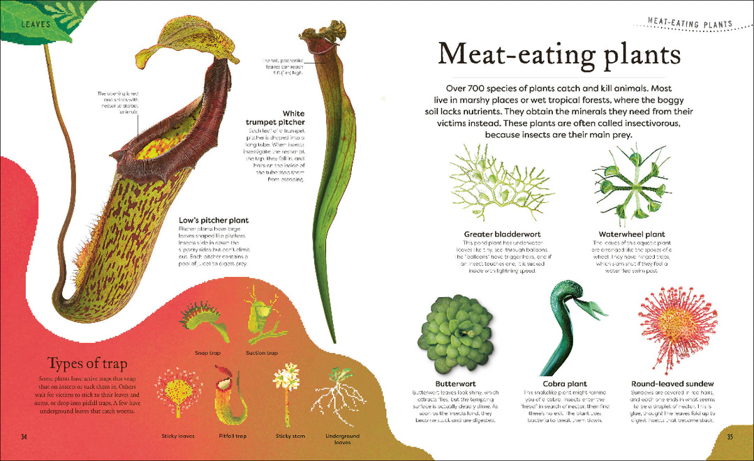 Illustration of meat-eating plants with descriptions and diagrams on a white background.