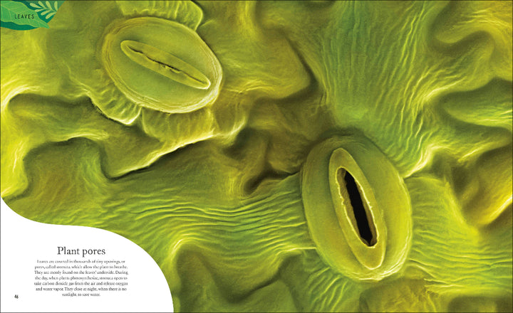 Microscopic view of plant tissue with pores, colored in green.