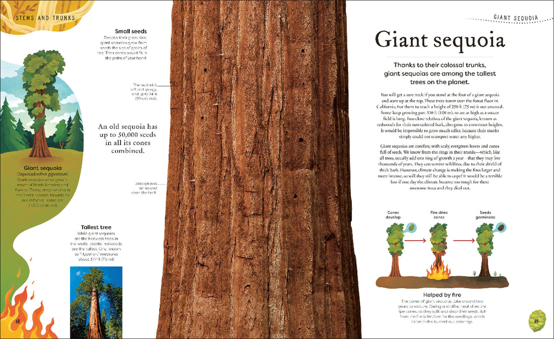 Book page about giant sequoias with a close-up of a tree trunk and explanatory text.