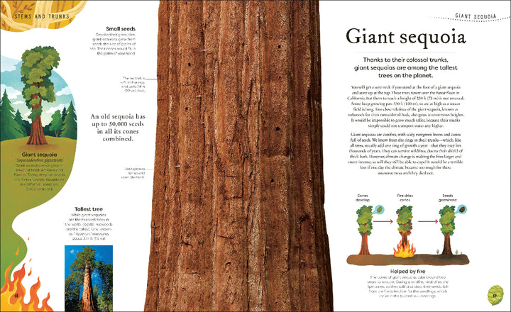 Book page about giant sequoias with a close-up of a tree trunk and explanatory text.