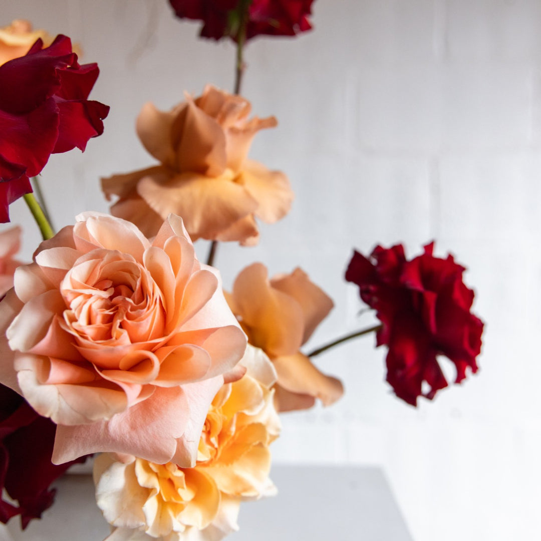 Close-up of red and peach roses on a white background