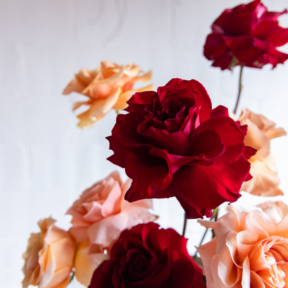 Close-up of red and peach roses on a light background