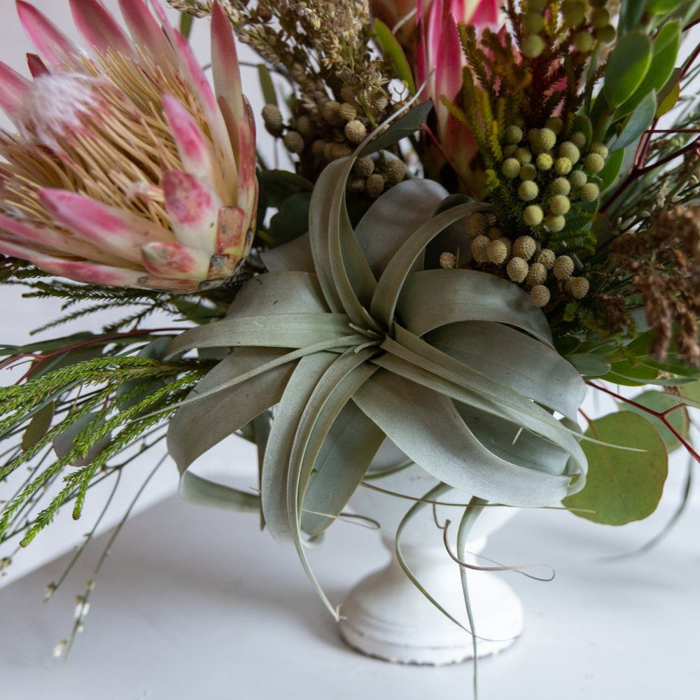 Bouquet of flowers with a prominent air plant on a white surface