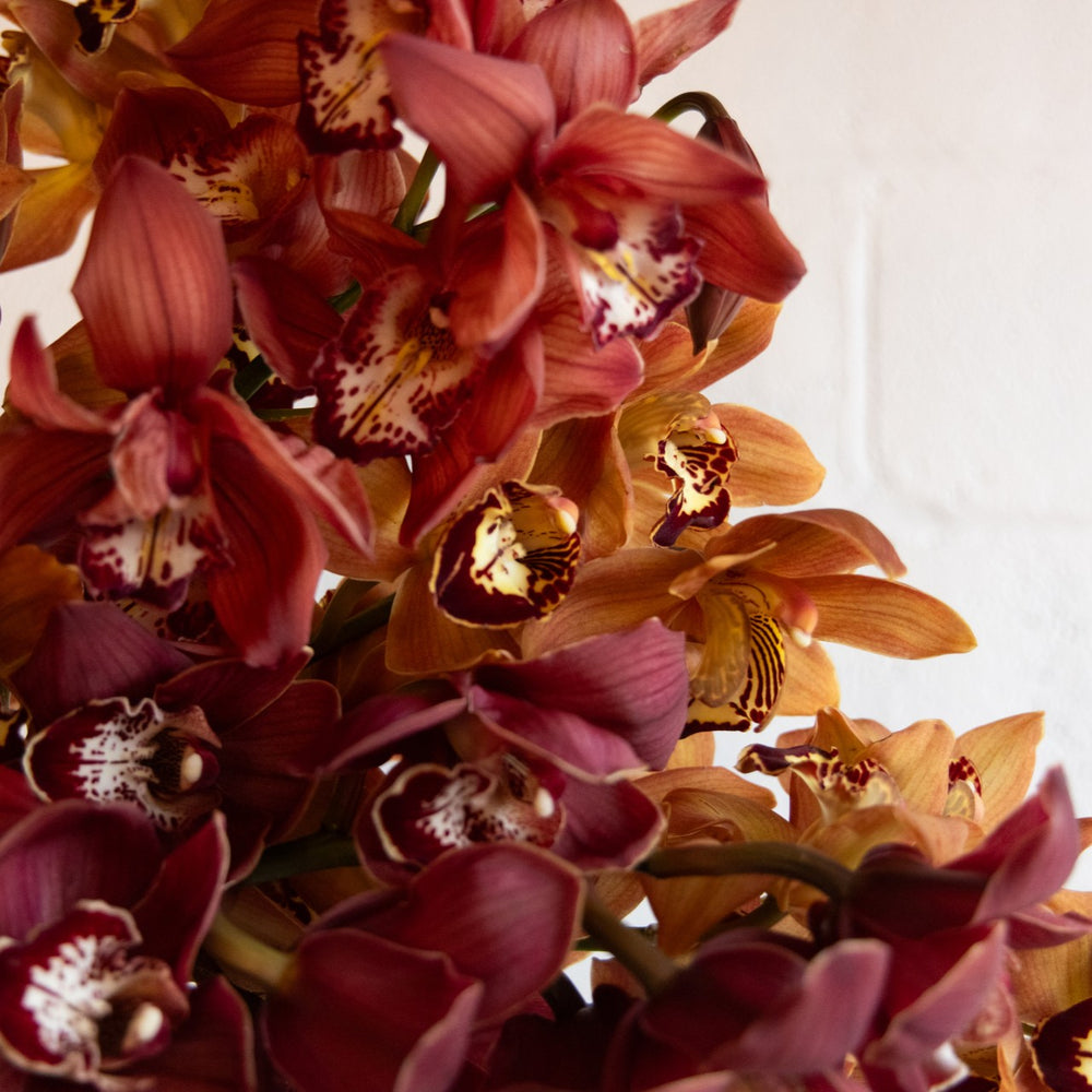 Close-up of red and orange orchids with a blurred background