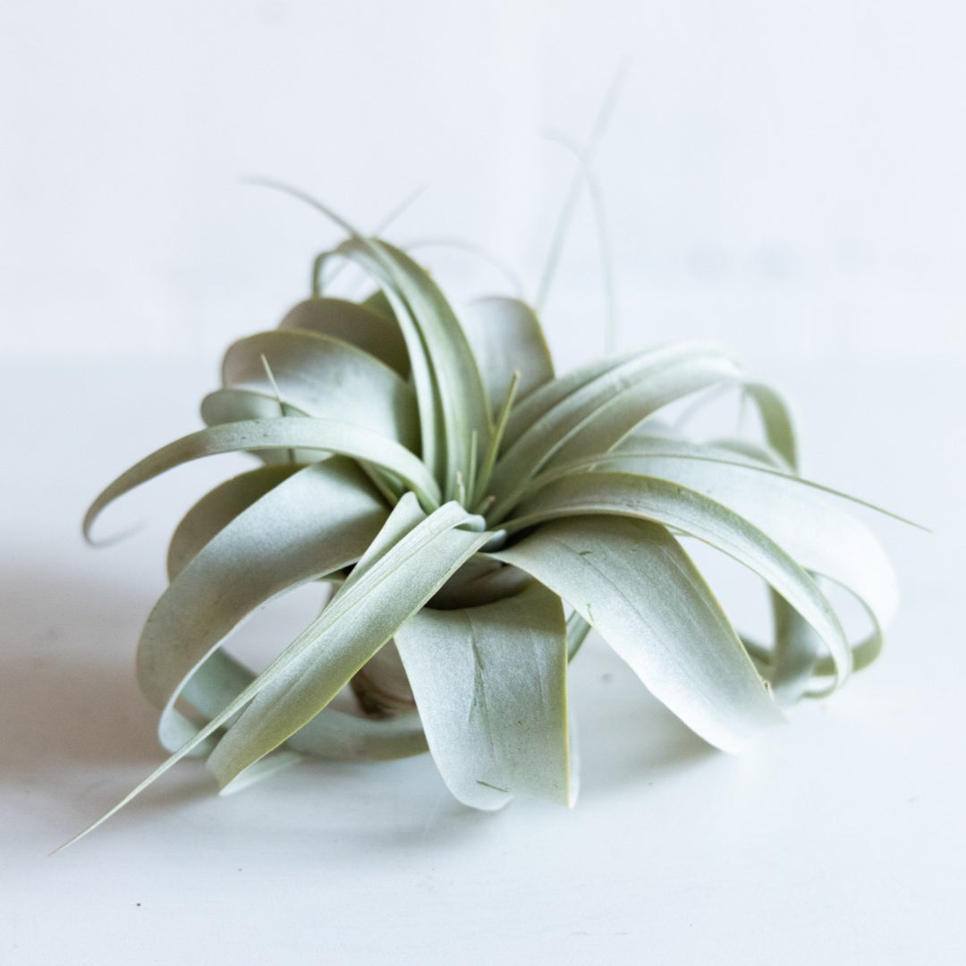 Air plant with green leaves on a light background