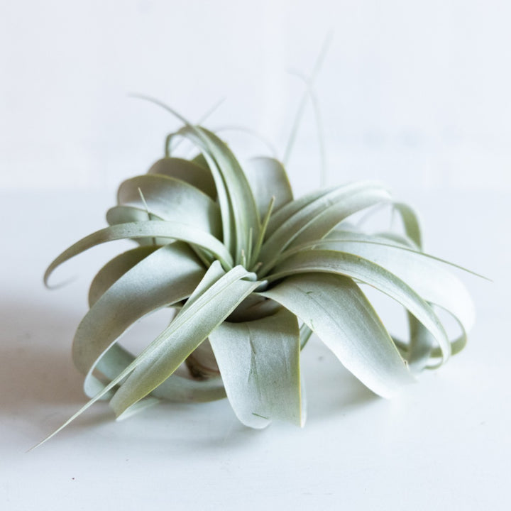 Air plant with green leaves on a light background