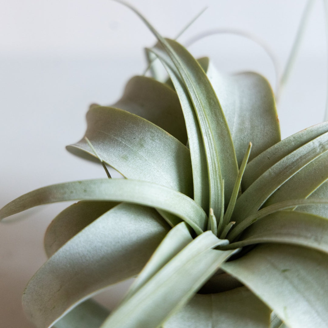 Close-up of a light green air plant on a white background