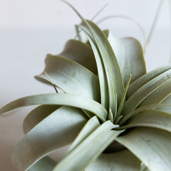 Close-up of a light green air plant on a white background