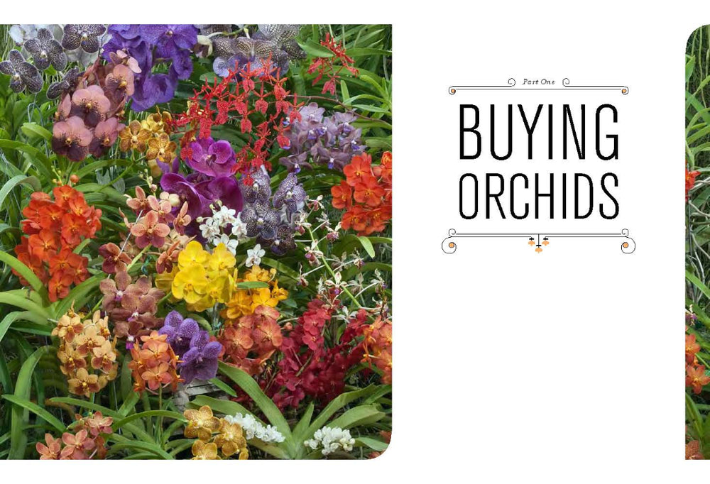 Colorful orchids with text 'Buying Orchids' on a white background