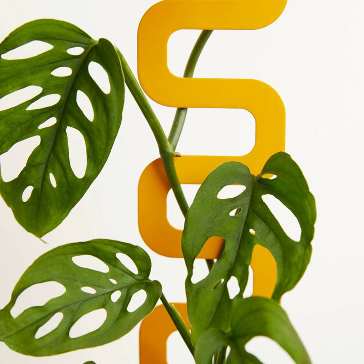 We The Wild | Yellow and wavy plant stake holding up a swiss cheese monstera plant.