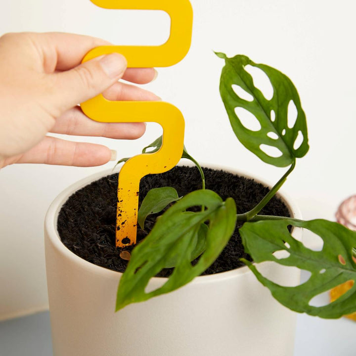 We The Wild | Wavy plant stake in a swiss cheese monstera plant.