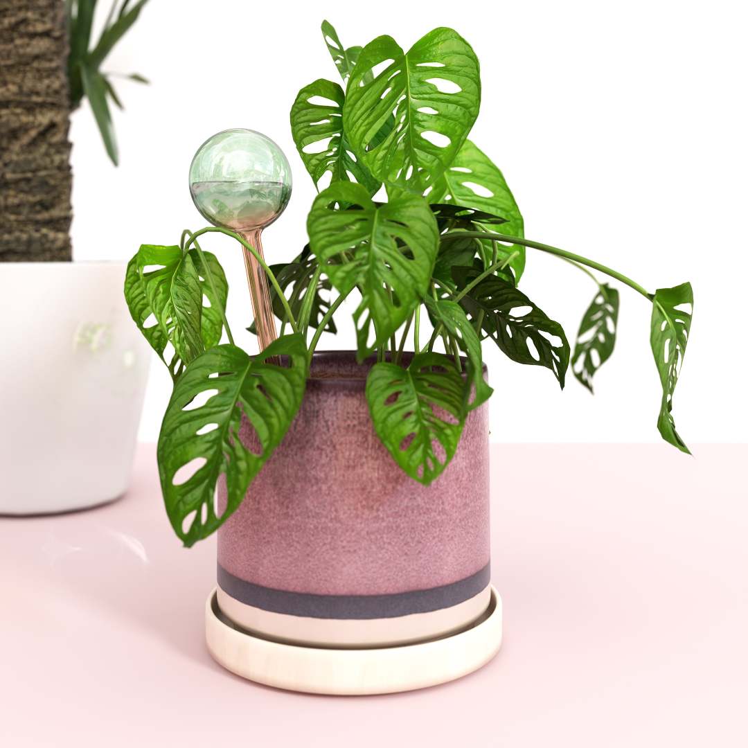 We The Wild | Swiss chard monstera with a self watering plant globe.