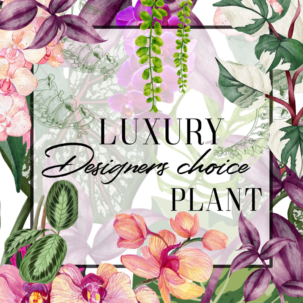 Decorative image with tropical plants and flowers, featuring text 'Luxury Designers choice PLANT'.