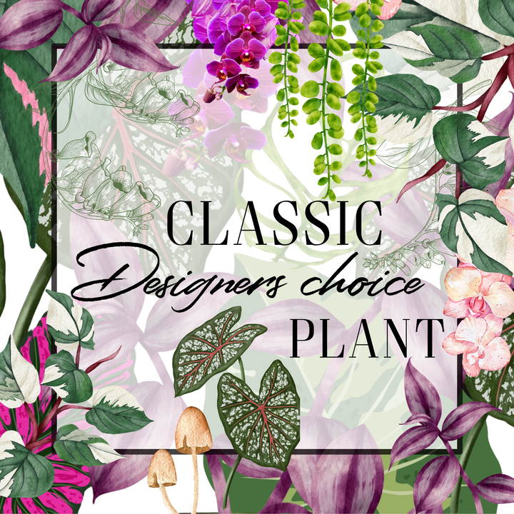Decorative image with tropical plants and flowers, featuring the text 'Classic Designers choice PLANT'.