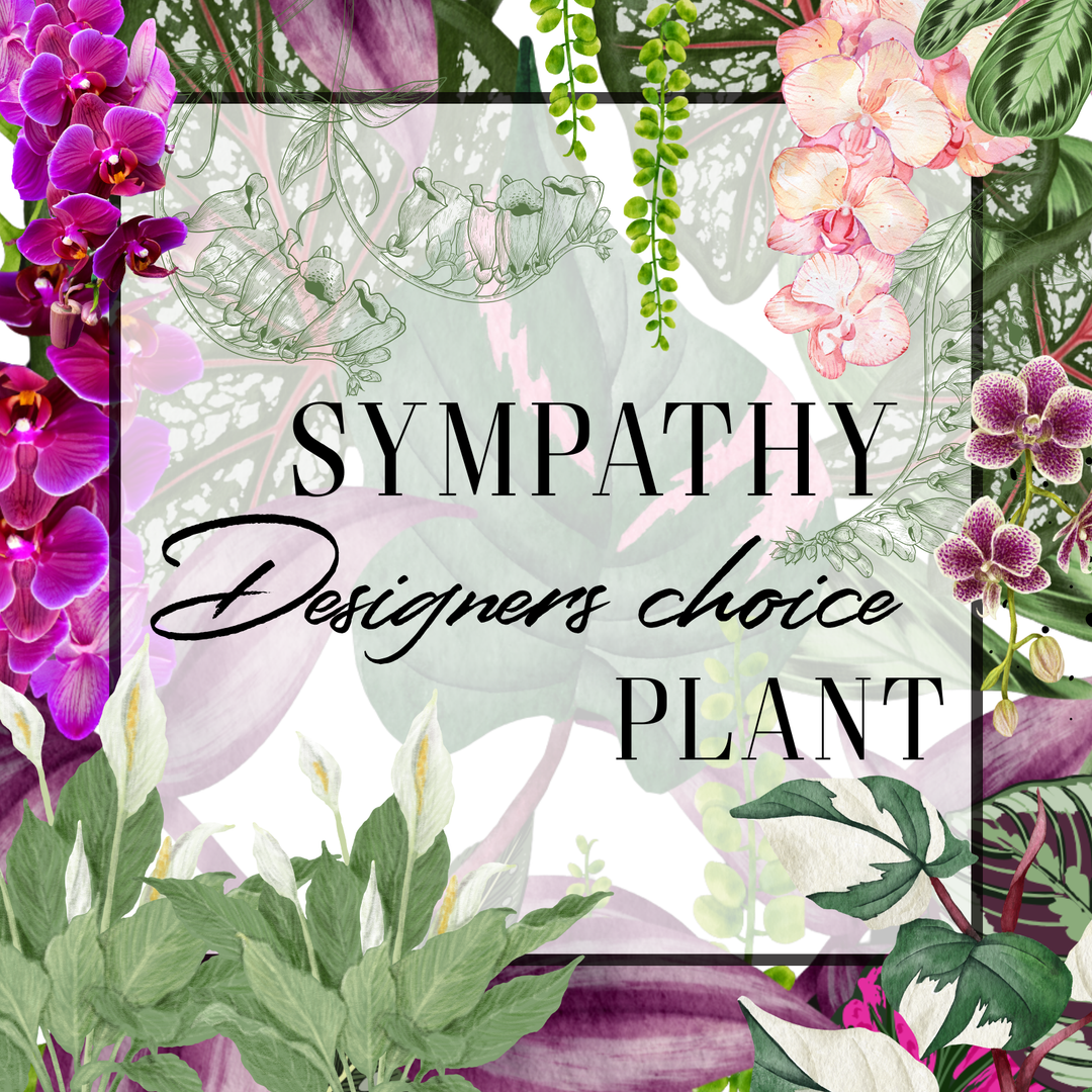 Designers choice sympathy plant arrangement with text overlay on a floral background