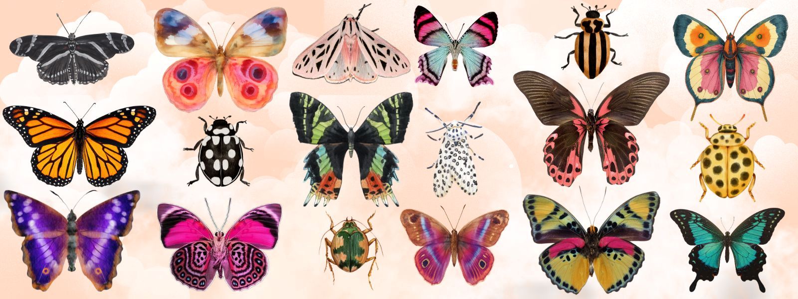 Collection of colorful butterflies and beetles on a light pink background