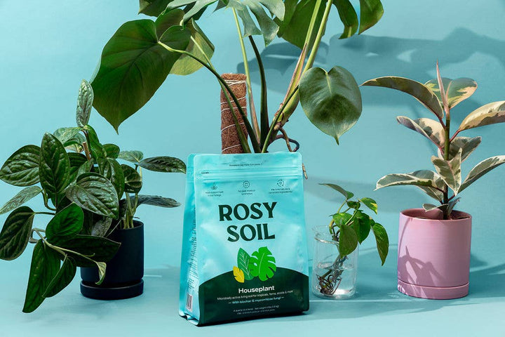 Our 100% natural, peat-free indoor potting mix is the perfect soil mix designed for houseplants, herbs, and flowers. 4qt Rosy Soil Organic Houseplant Potting Mix