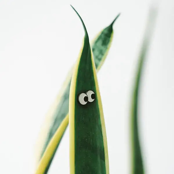 Eufolia | Googly - 🌱 Plant Magnet 🧲