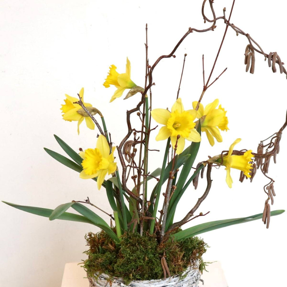 daffodil with branching, moss in a basket perfect for spring and easter 