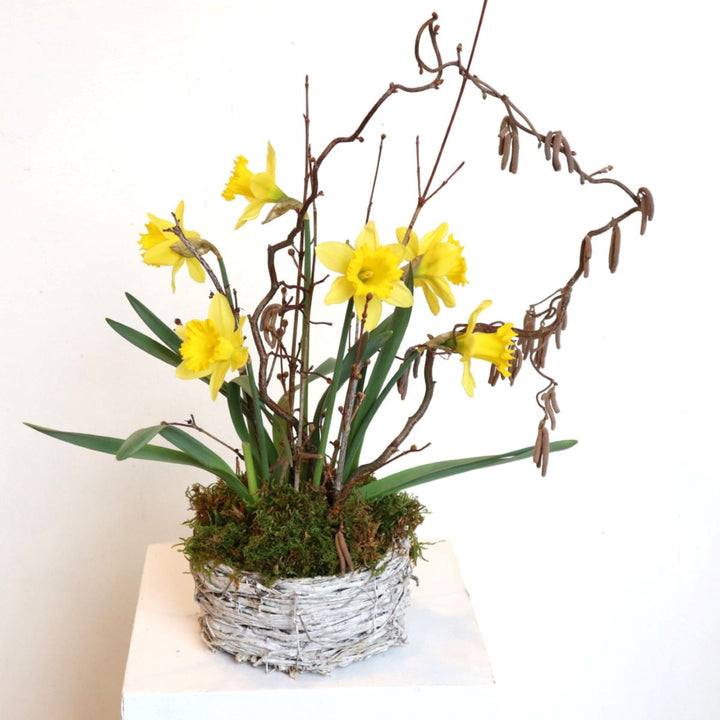arrangement with daffodil, branching, moss and basket. 