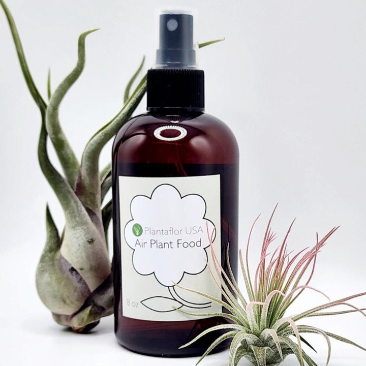 Air Plant Food | Plantaflor USA | A brown glass spray bottle with a simple label that reads "Plantaflor USA, Air Plant Food, 8oz. Air plants placed as decoration in the photo.