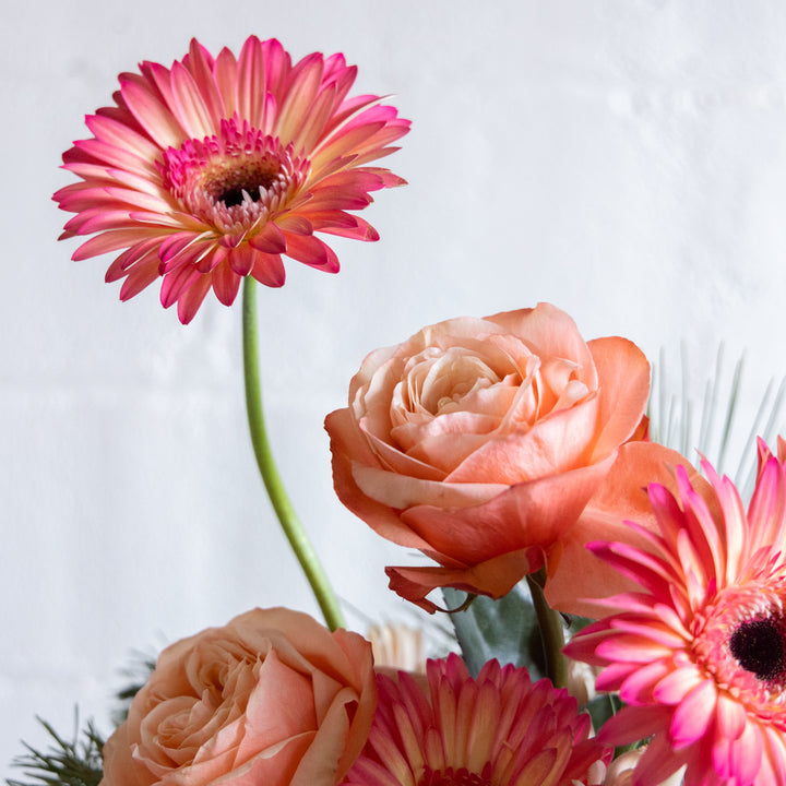 Close-up of pink and peach flowers against a light background