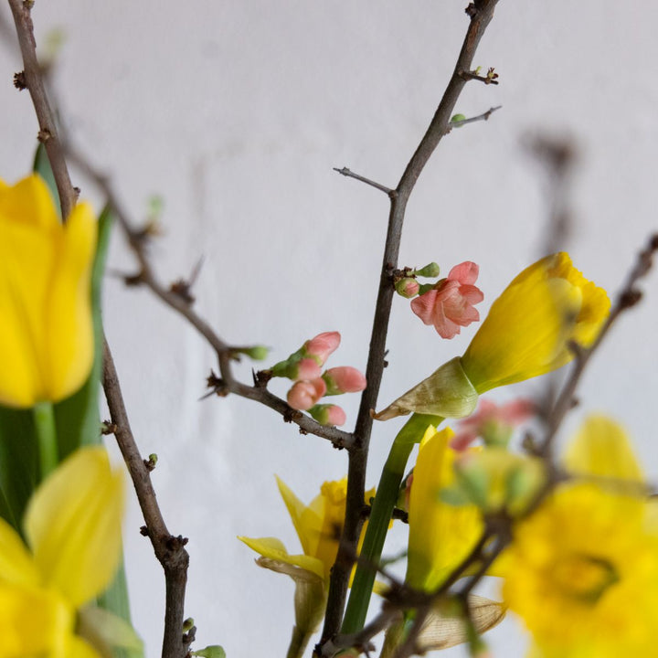 Yellow flowers and pink buds on a branch against a blurred background