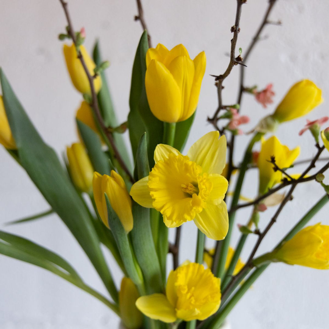 Bouquet of yellow tulips and daffodils with a blurred background