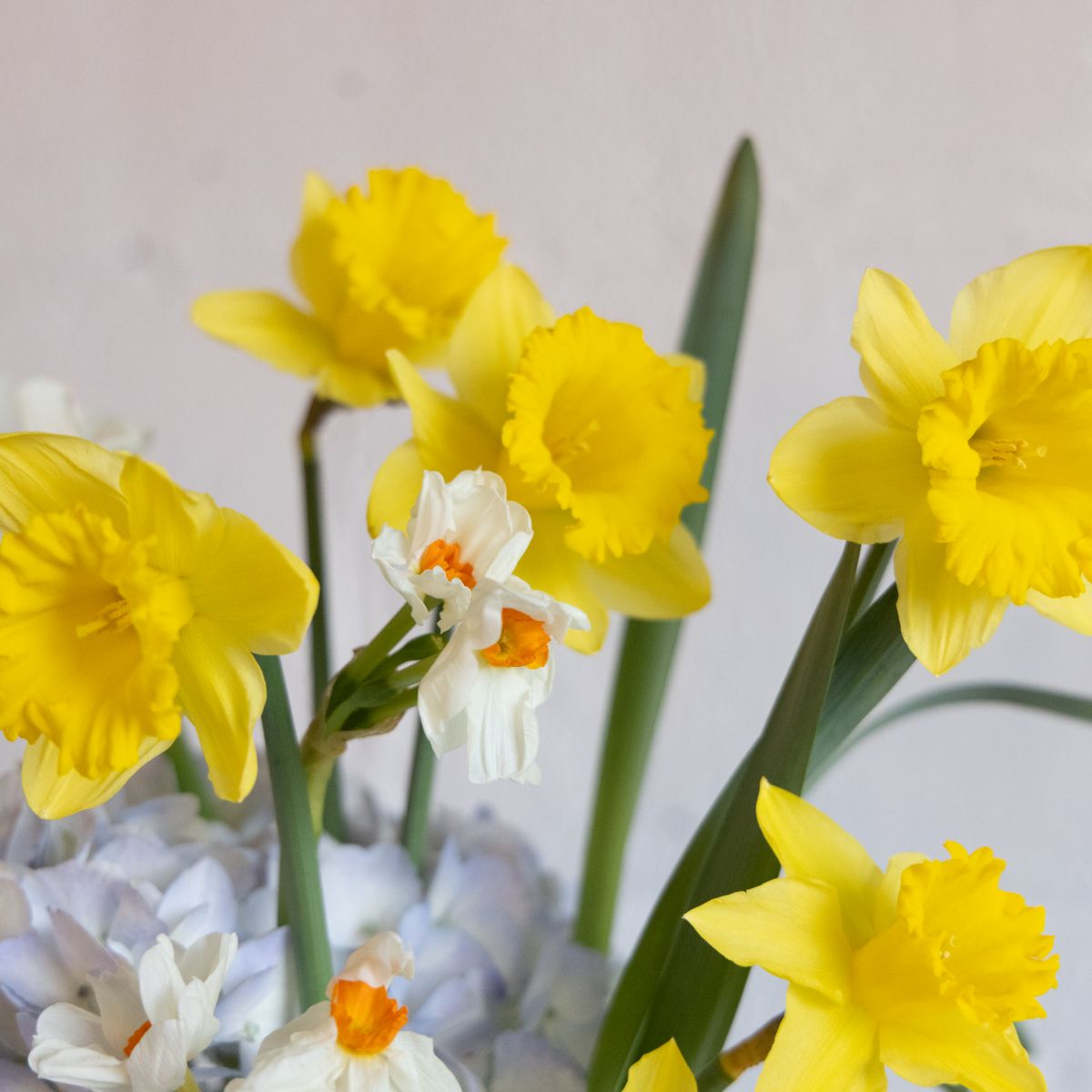 Spring Skies Fresh Floral Arrangement | Same Day Delivery