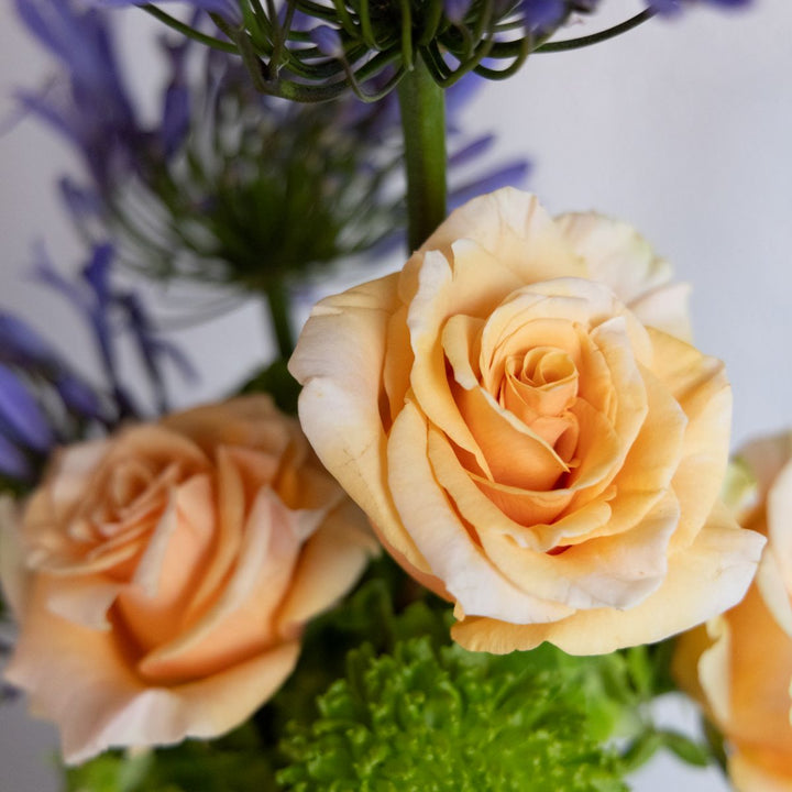 Close-up of peach-colored roses with green leaves and blurred purple flowers in the background.