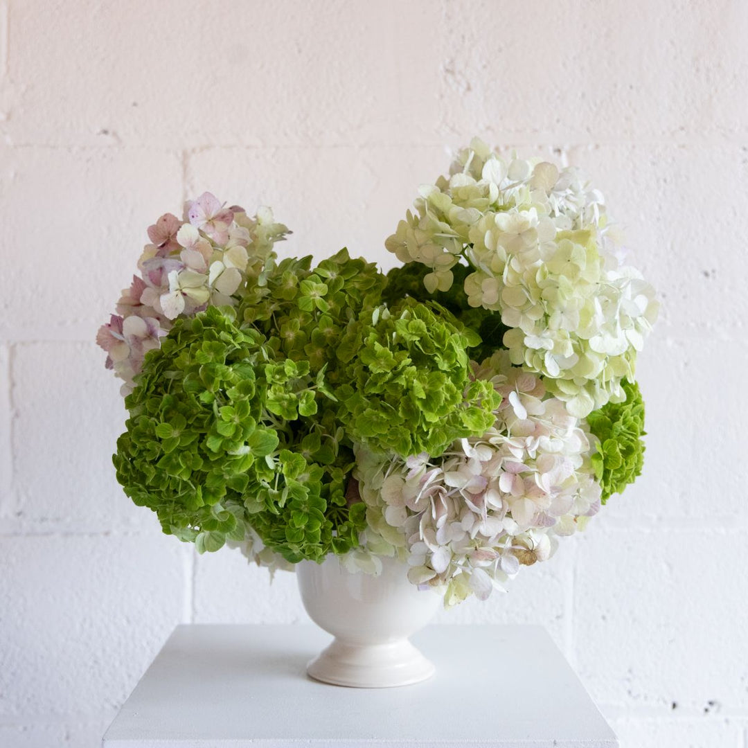 Decorative arrangement of green and white hydrangeas in a white vase on a light background