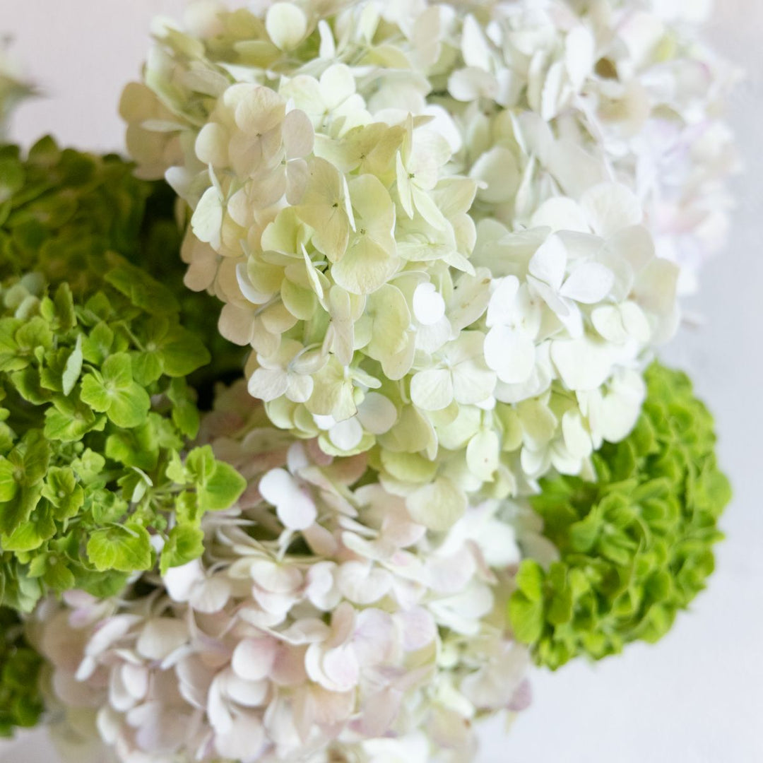 Close-up of green and white hydrangea flowers on a light background