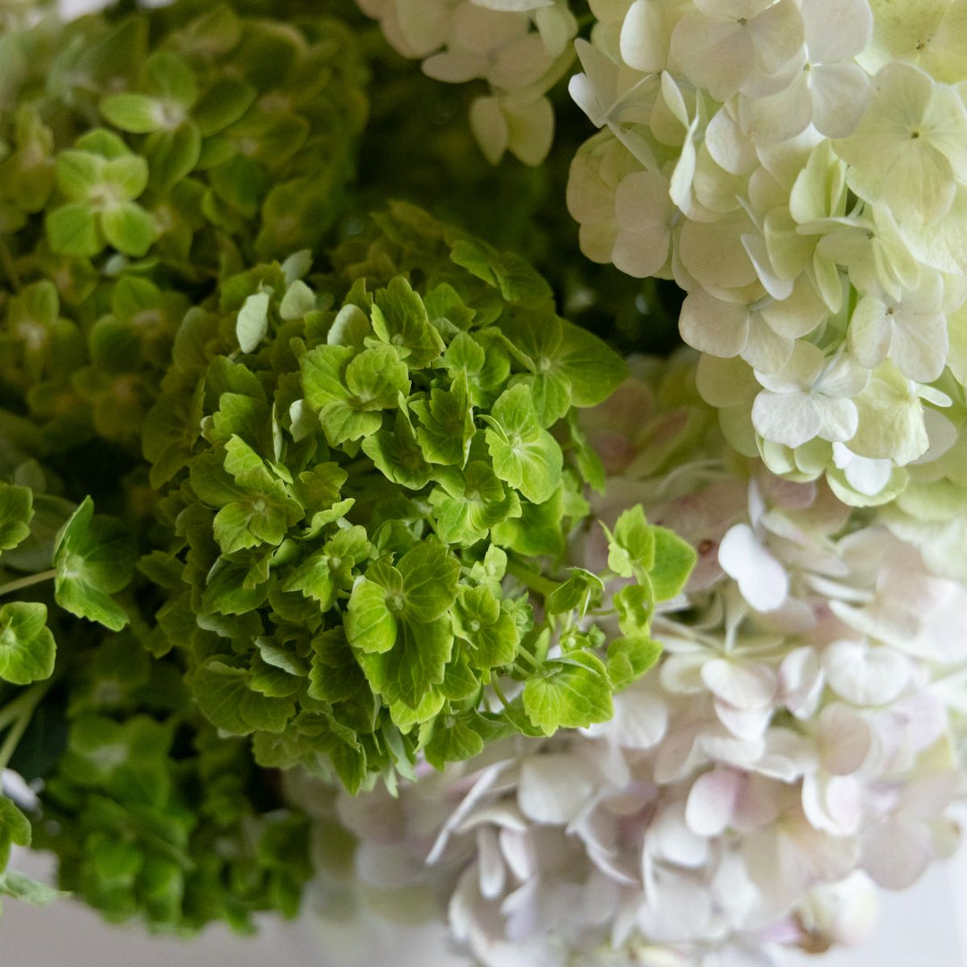 Close-up of green and white flowers