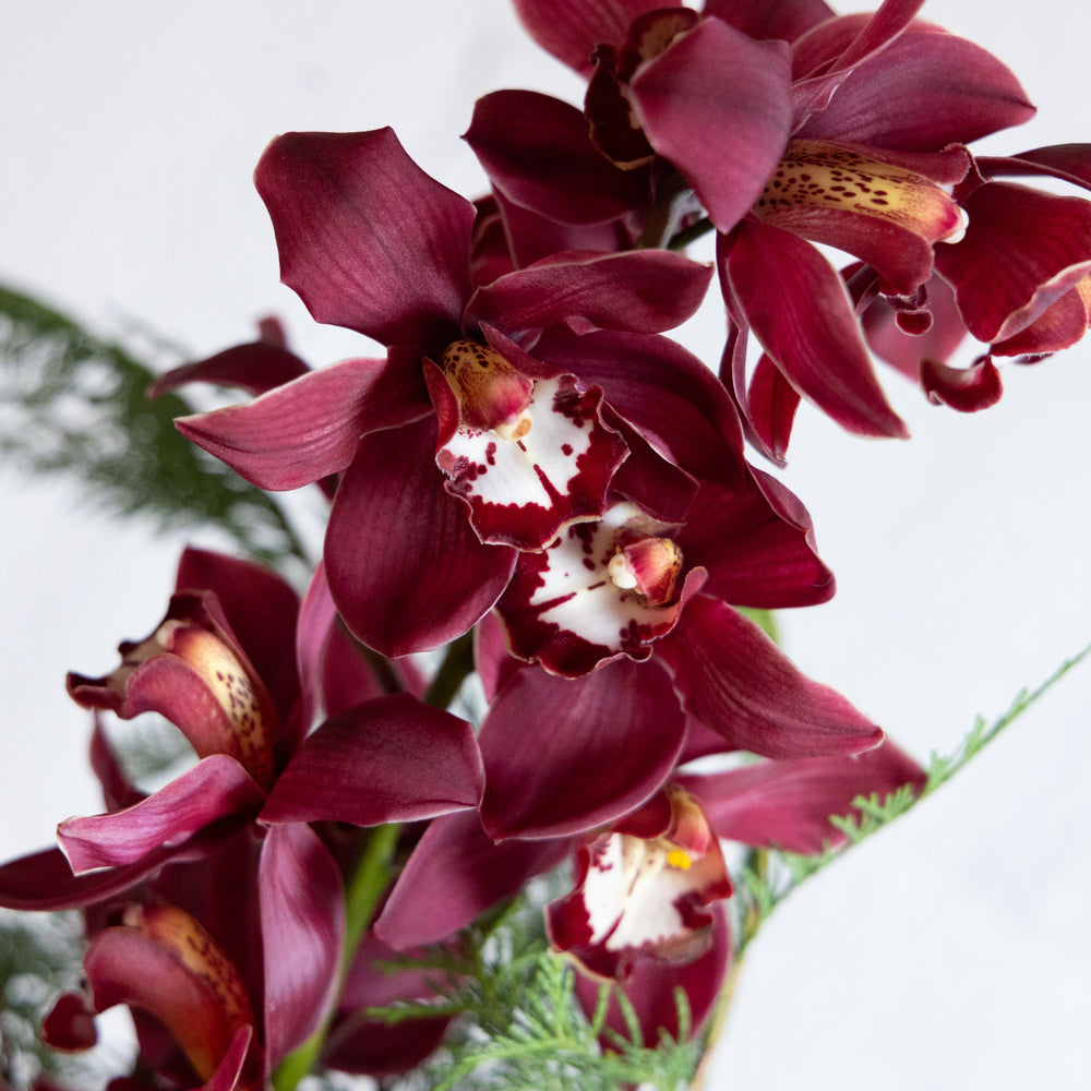 Close-up of red orchids with a blurred green background