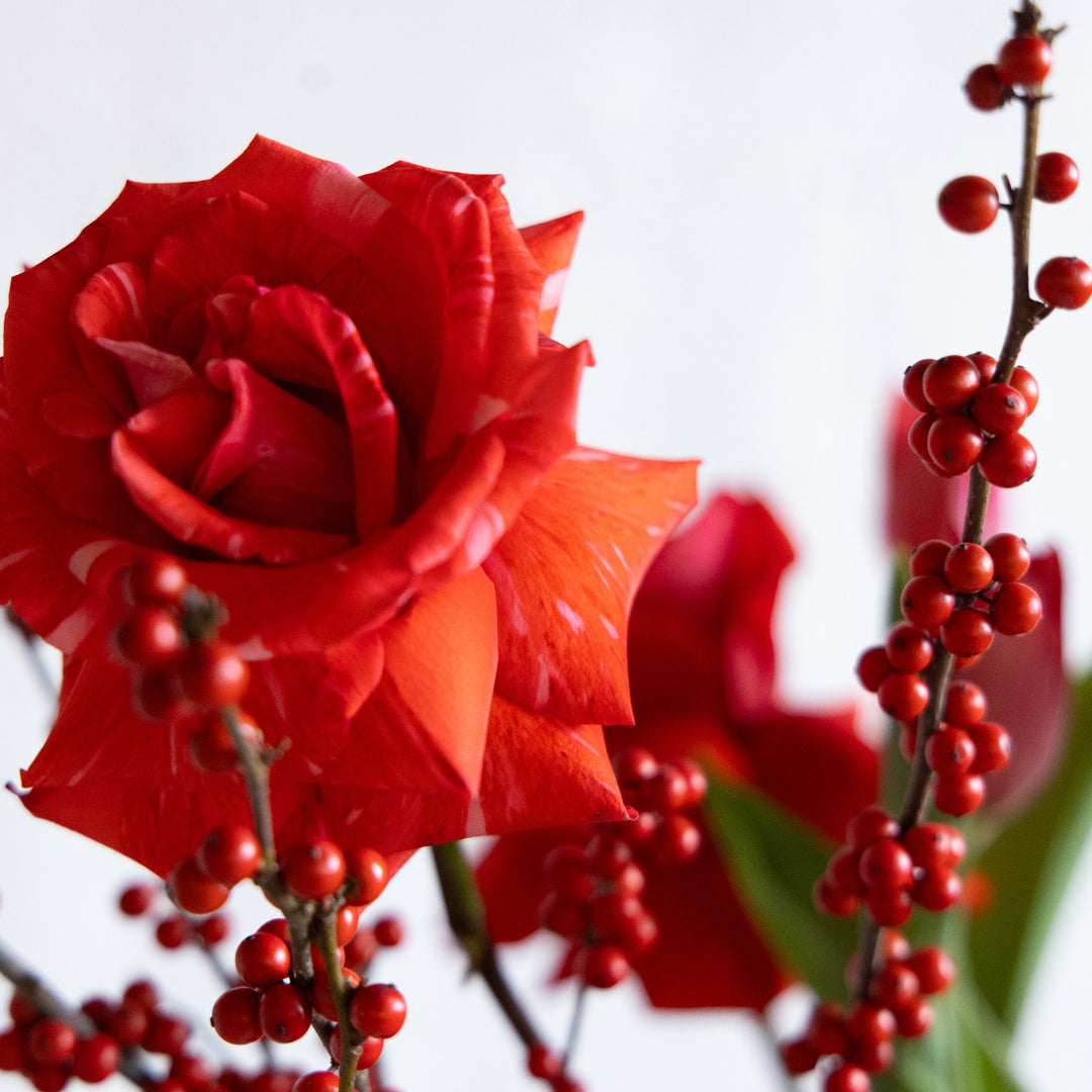 Close-up of a red rose with red berries on a white background