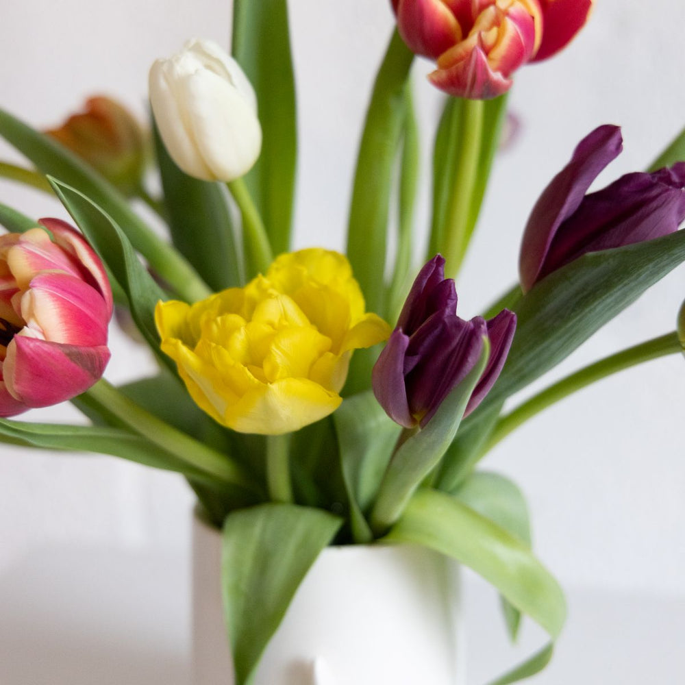 up-close of colorful tulips on a white background