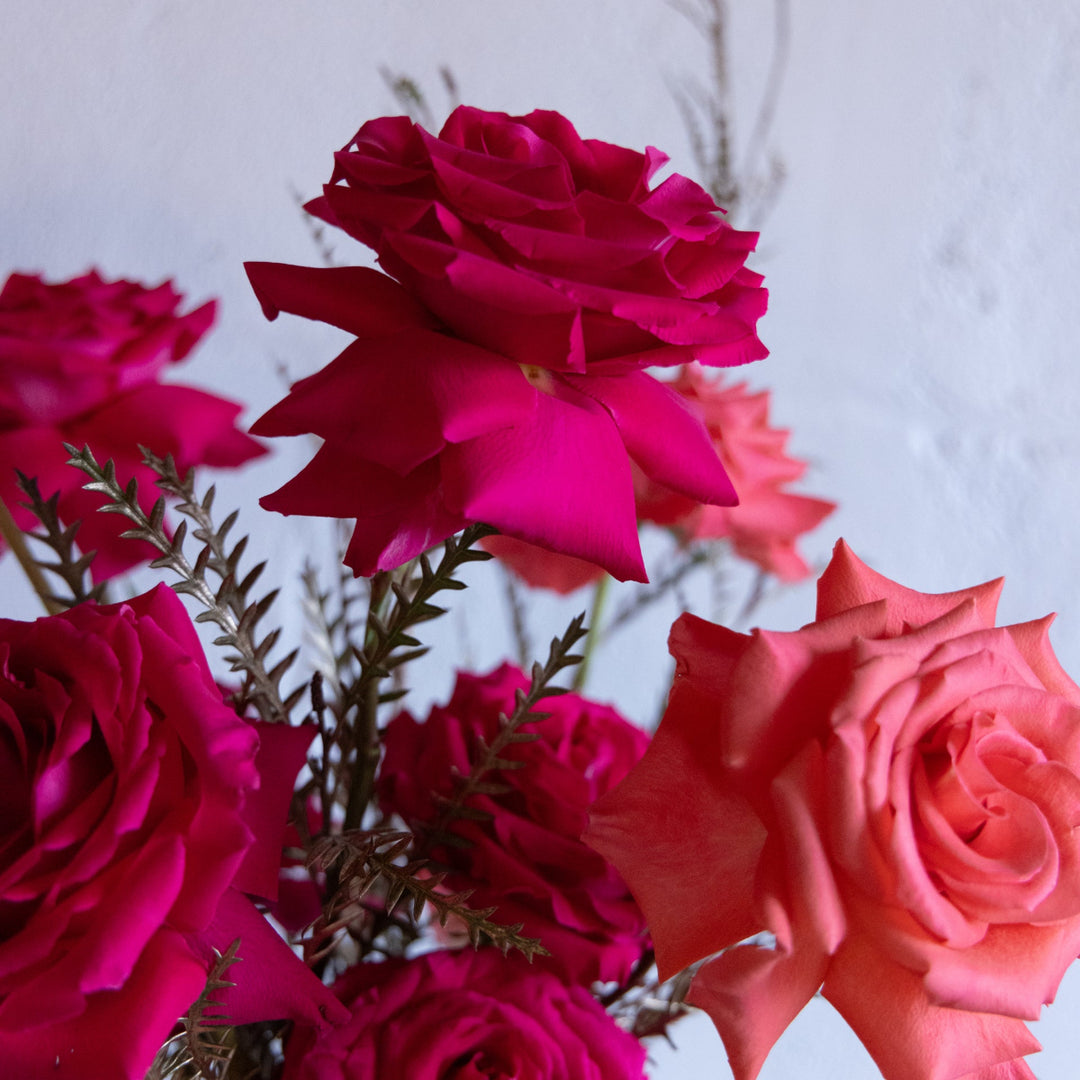 Close-up of vibrant pink and coral roses