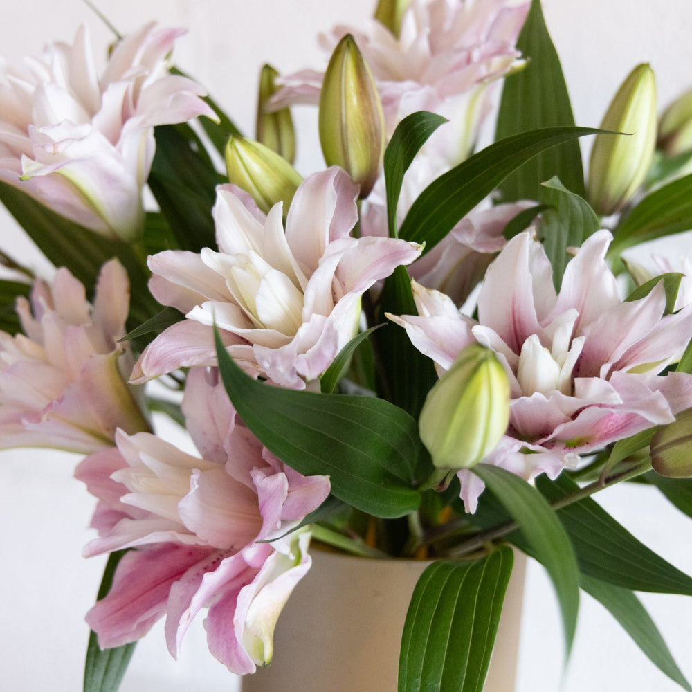 Close up of oriental lilies 
