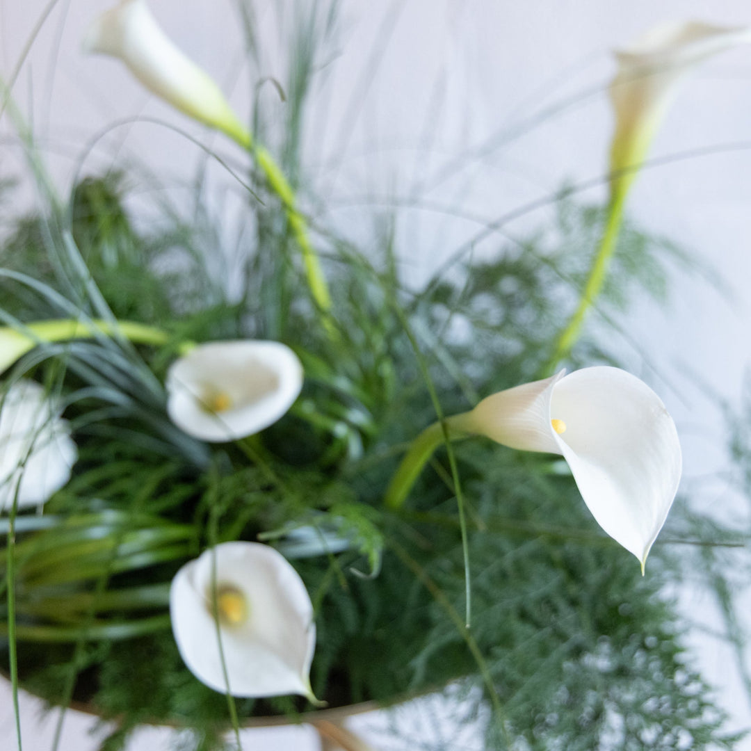 White lilies with green leaves on a blurred natural background