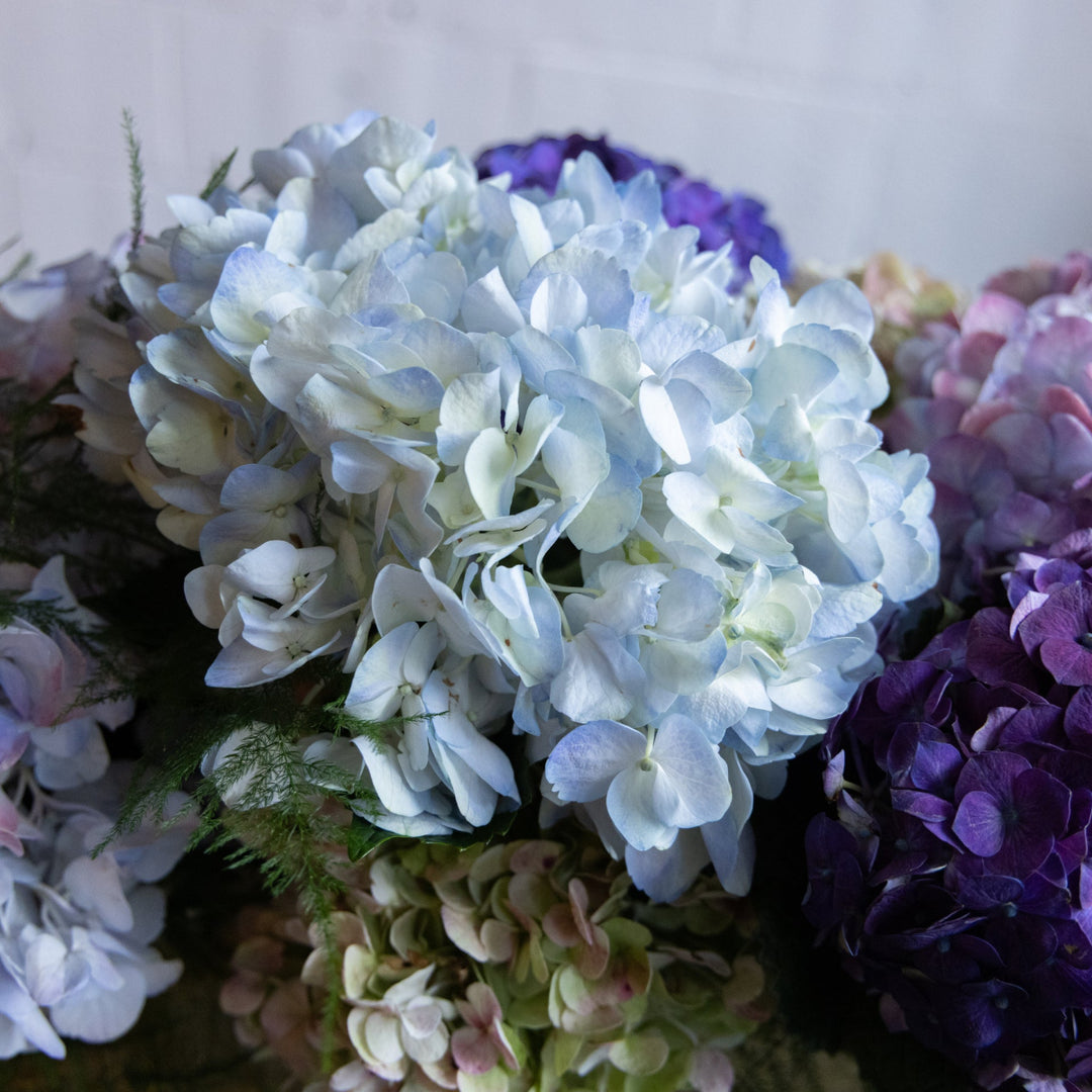 Close-up of hydrangeas in various colors including white, purple, blue, and green.