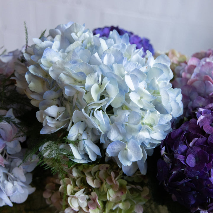 Close-up of hydrangeas in various colors including white, purple, blue, and green.