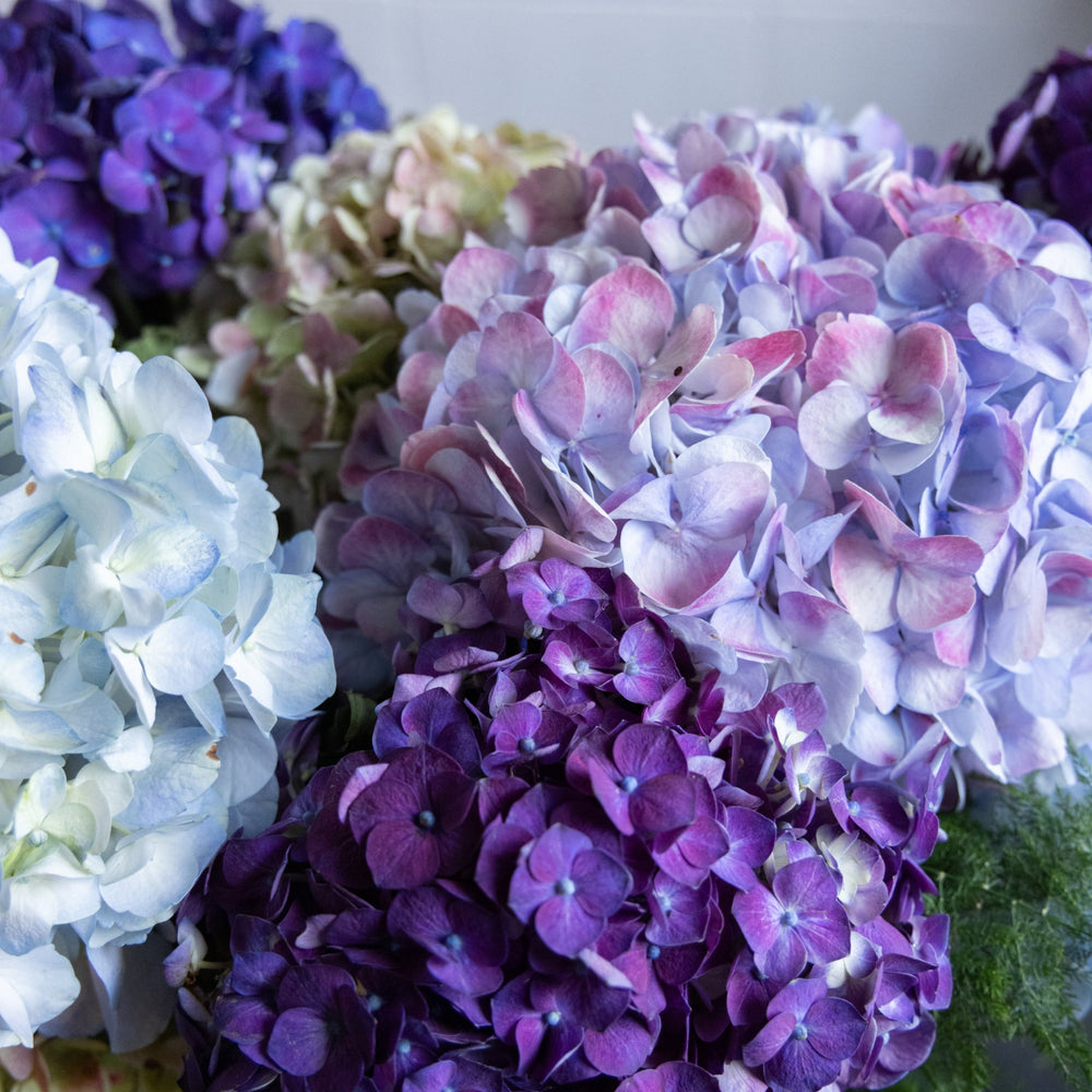 Bouquet of multicolored hydrangeas including purple, blue, and white.