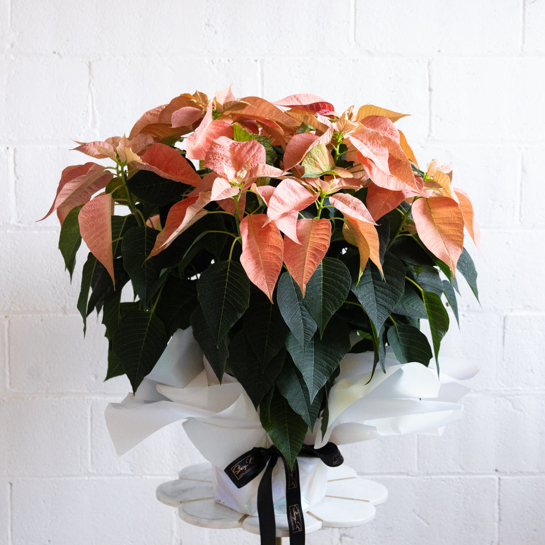 salmon pink large poinsettia