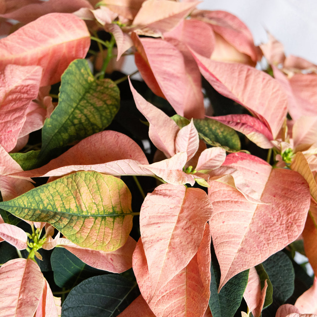 Close-up of pink and green poinsettia leaves with a blurred background