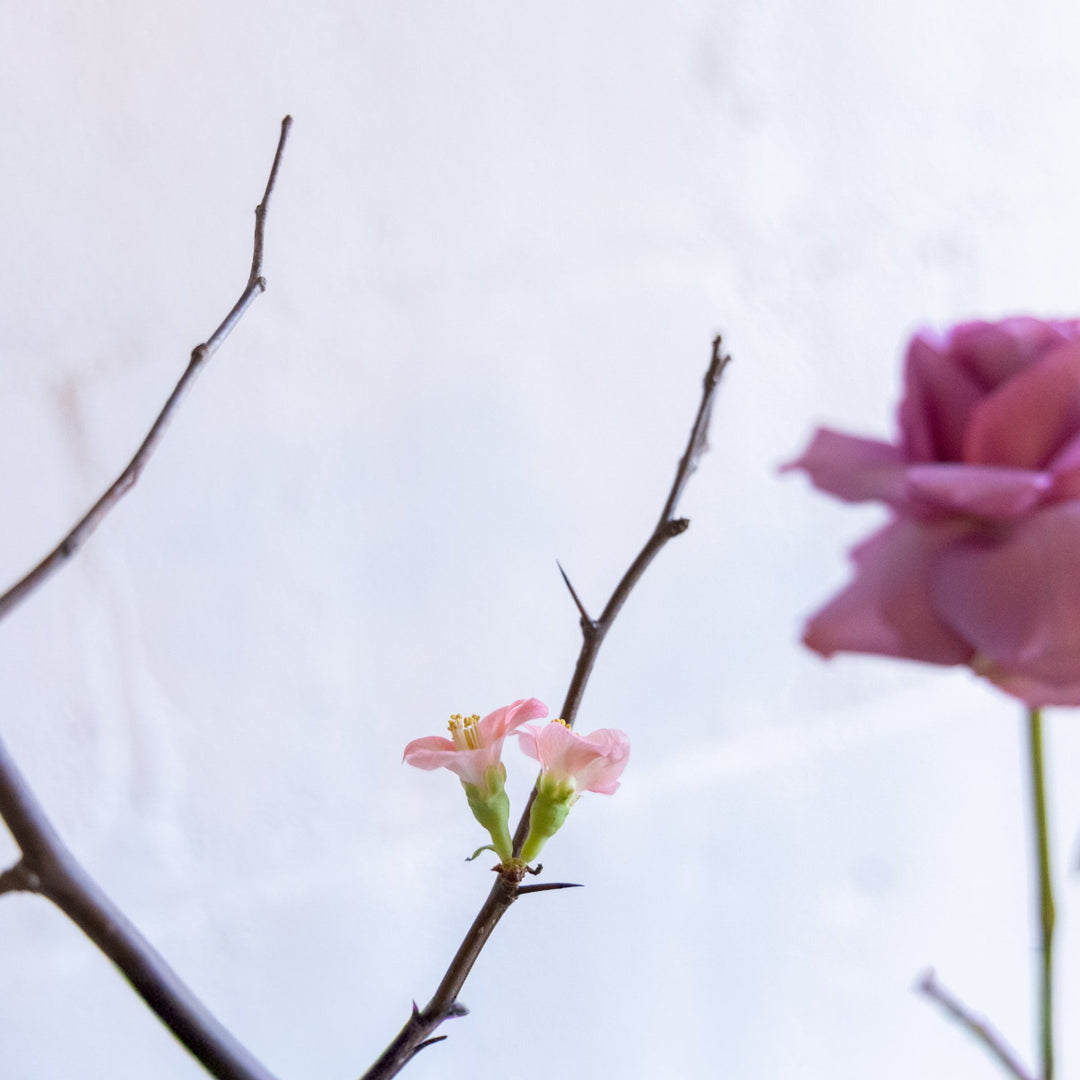 Pink flowers and branches against a light blue background
