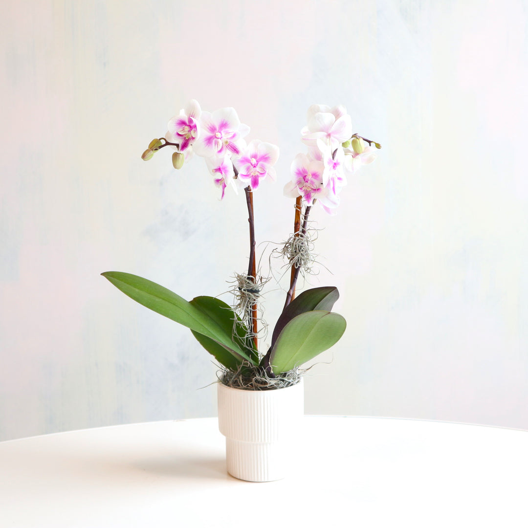 Orchid with purple veining and spanish moss accents in a white pot.