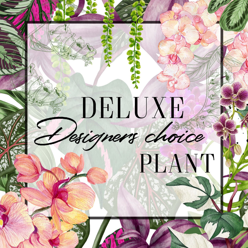 Decorative image with floral and plant elements and text 'Deluxe Designers choice Plant'.