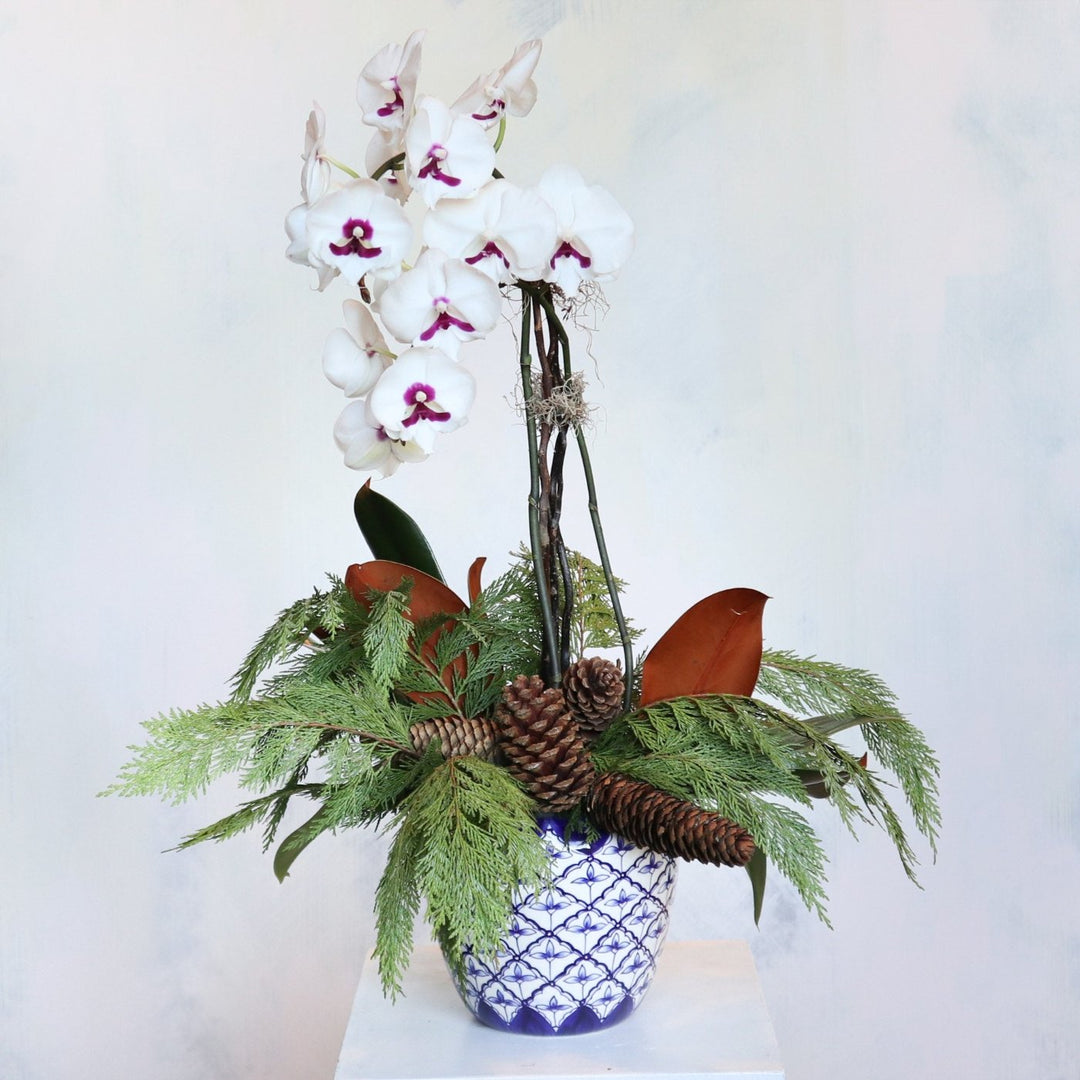 Winter floral arrangement with white orchid, evergreen branches, magnolia leaves, and pinecones in a decorative blue and white pot from Rochester, NY florist